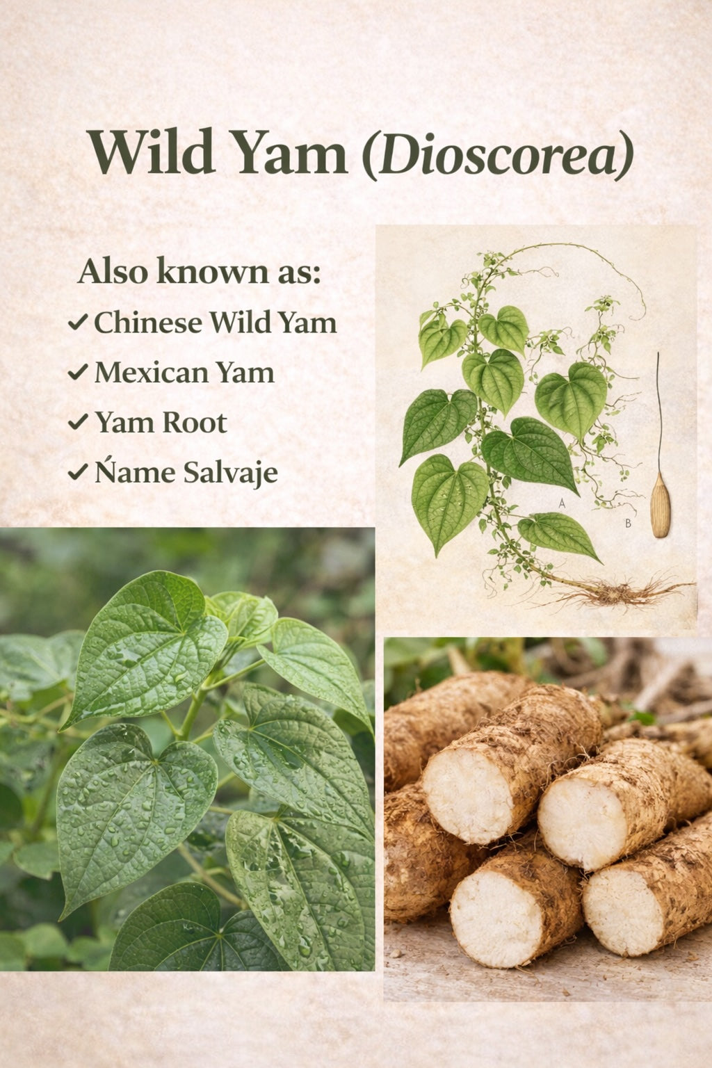 Wild Yam Root liquid extract product details – alcohol-free herbal drops — 1Herbs